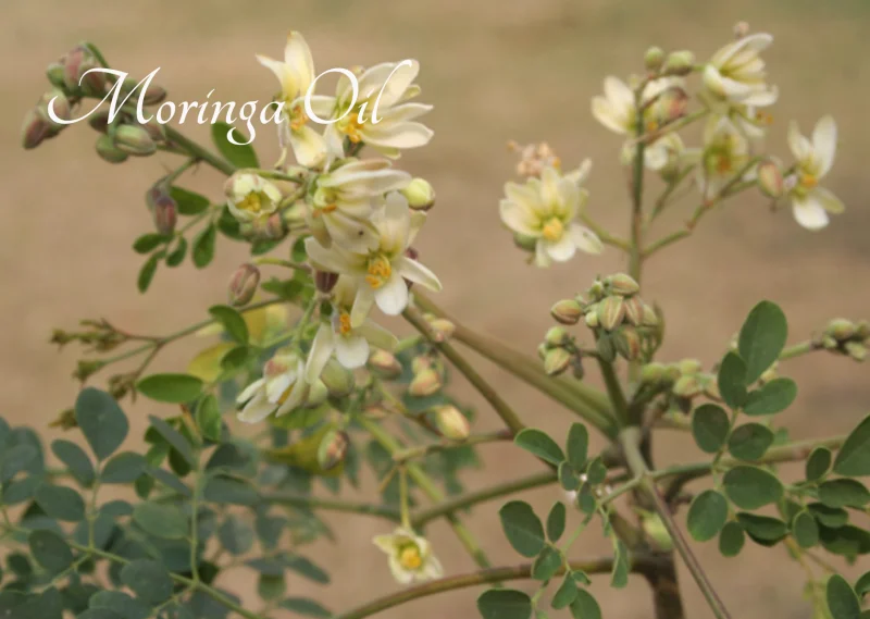 Ingredients Grid Image 3