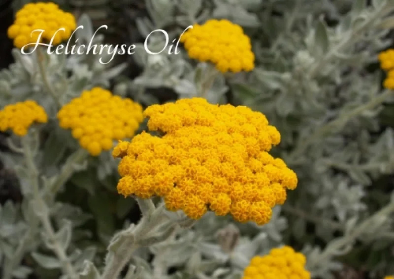 Ingredients Grid Image 7