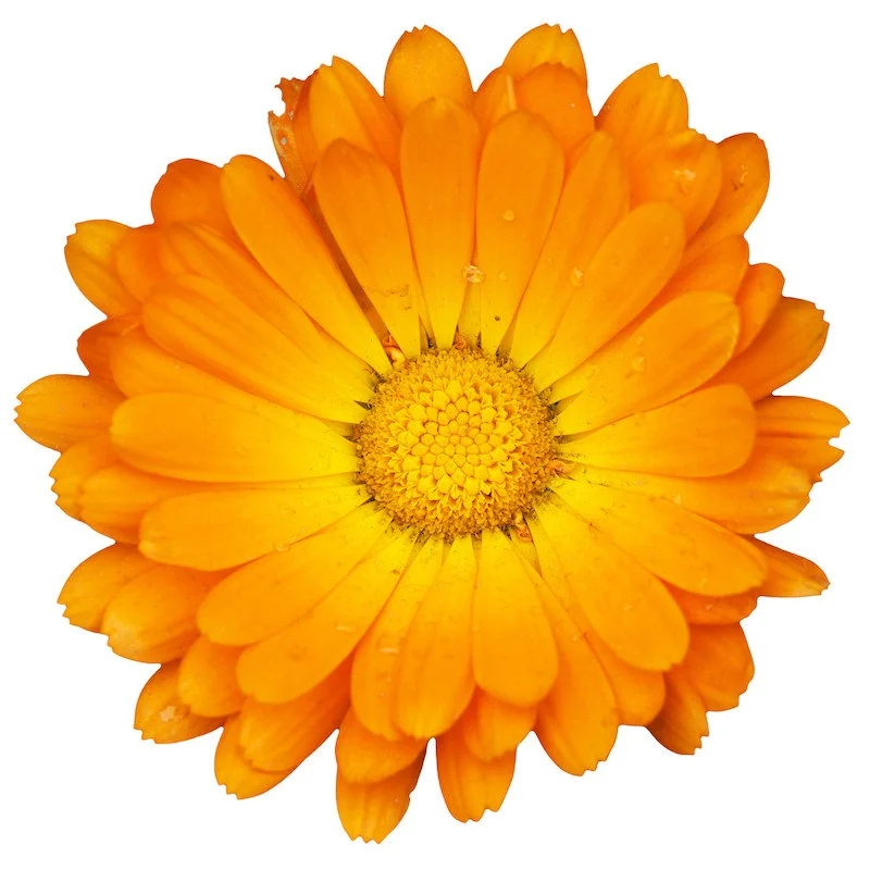 De bloem die al 500 jaar weet wat jouw huid nodig heeft