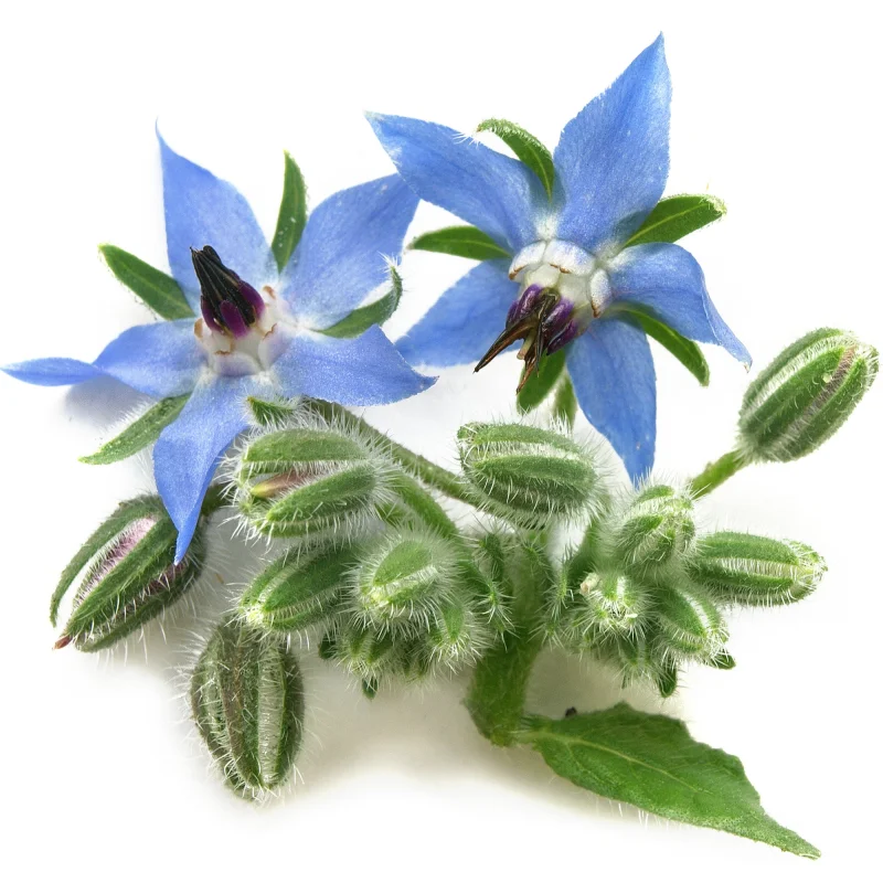 Borage Seed Oil