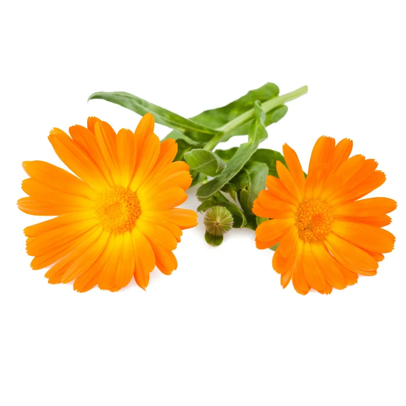 Calendula Macerate