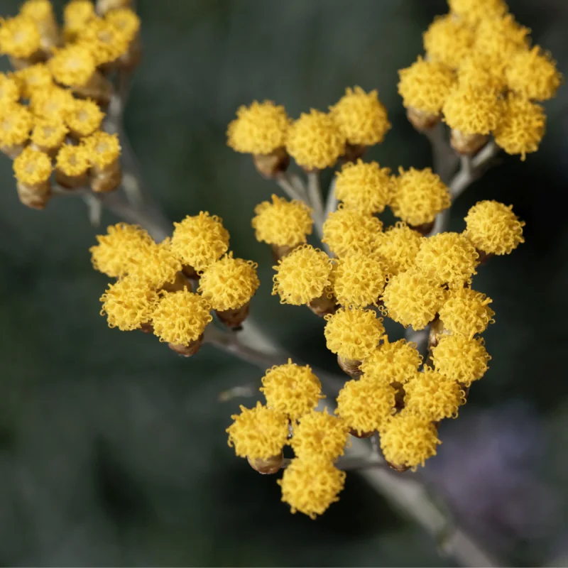 Helichrysum Essential Oil