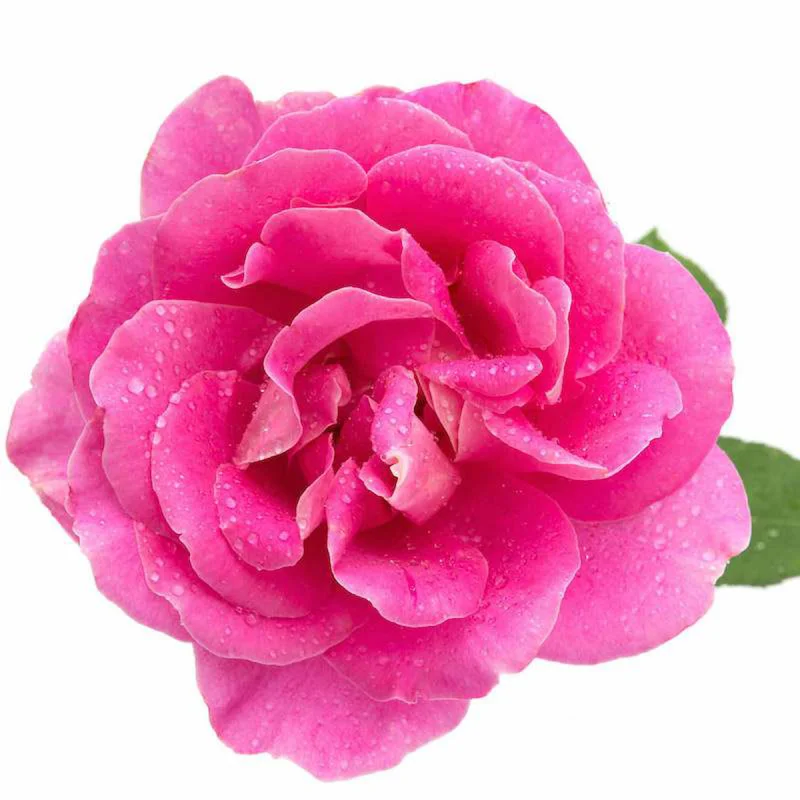 Rose Otto Essential Oil